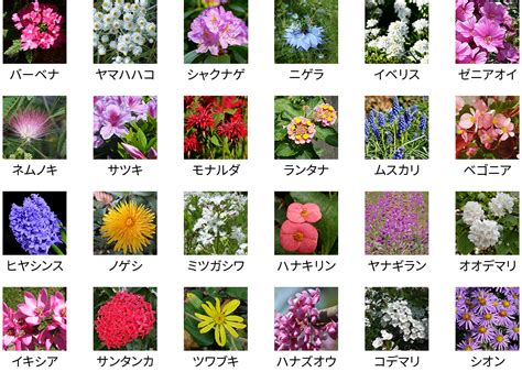 花種類|【花図鑑】花の種類・育て方・増やし方